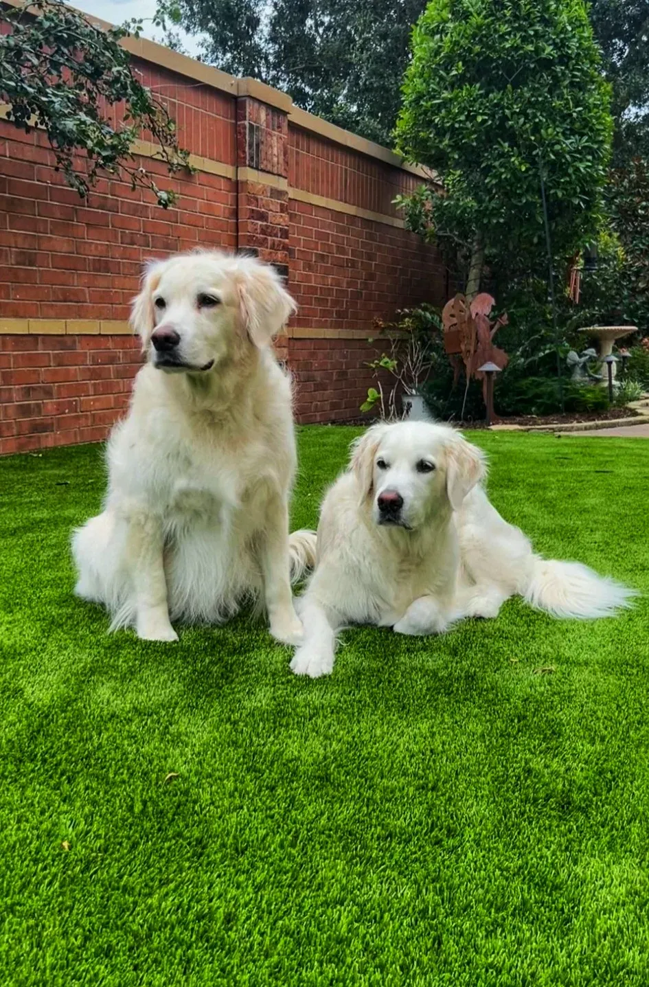 Two large white dogs sitting on an artificial turf lawn against a brick wall